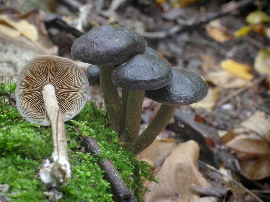 Агроцибе полевка