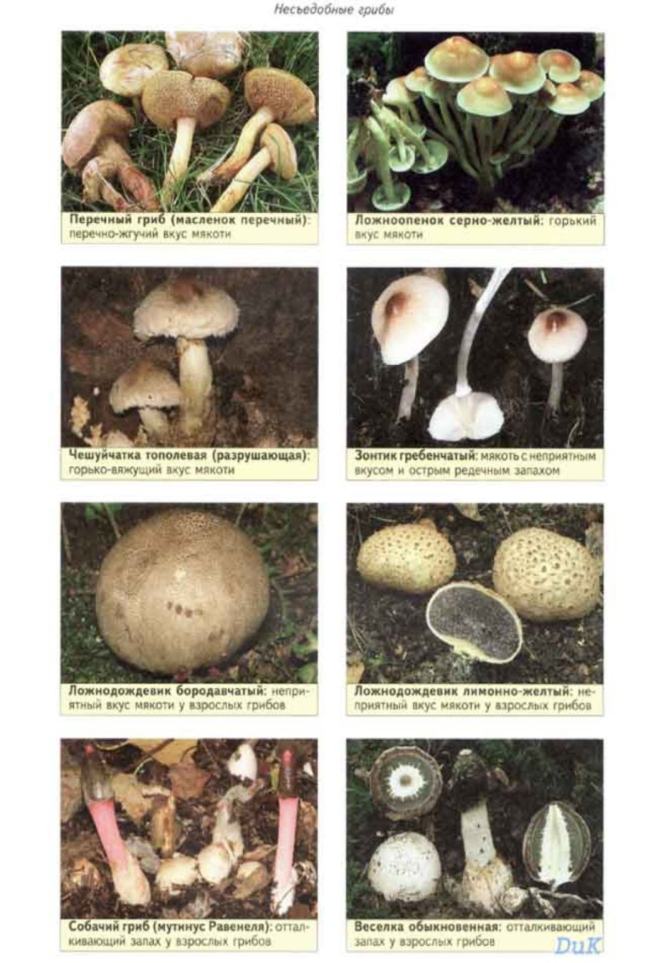 съедобные грибы виды и их фото