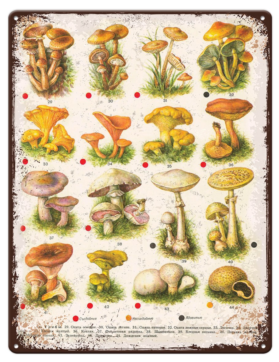 Сорт грибов съедобных