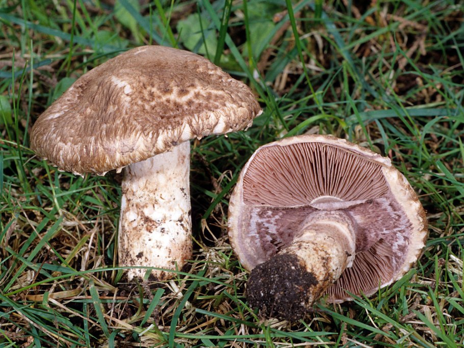 Описание съедобных грибов