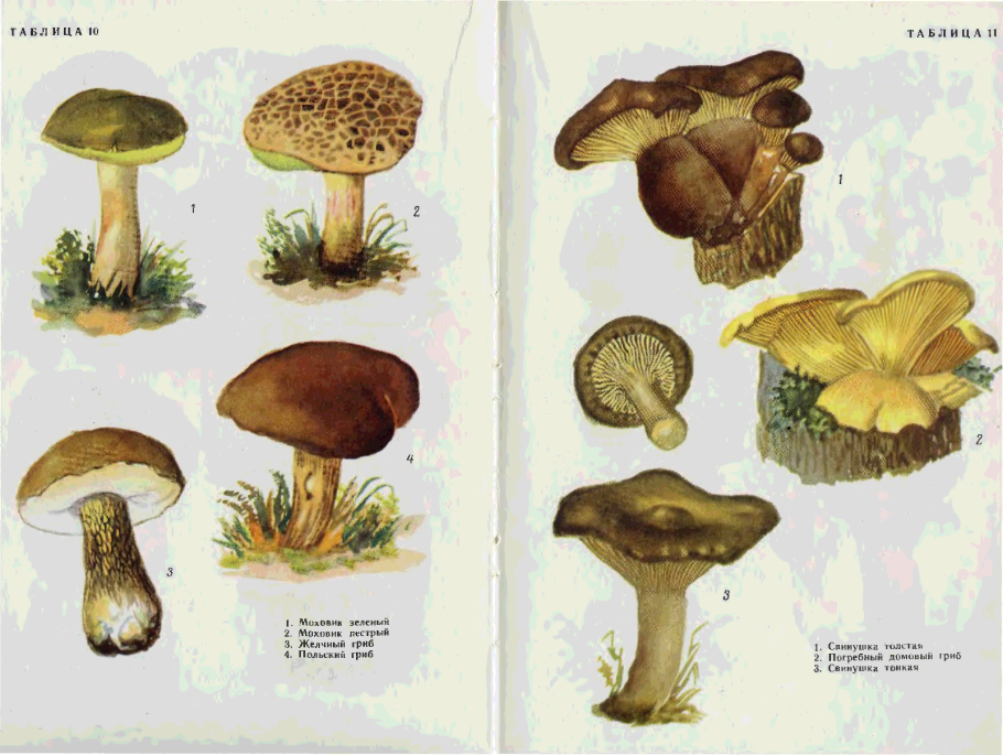 Рядовка опёнковидная