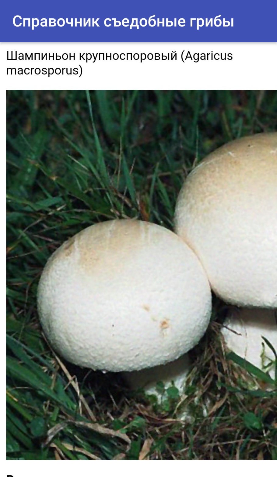 Съедобные грибы