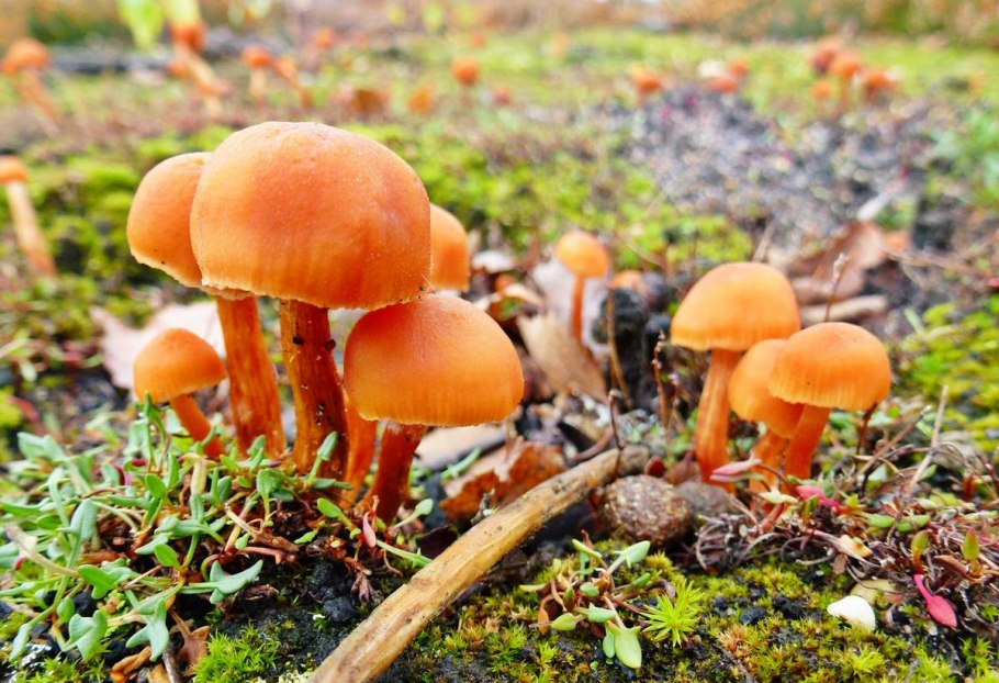 Грибы виды несъедобных грибов