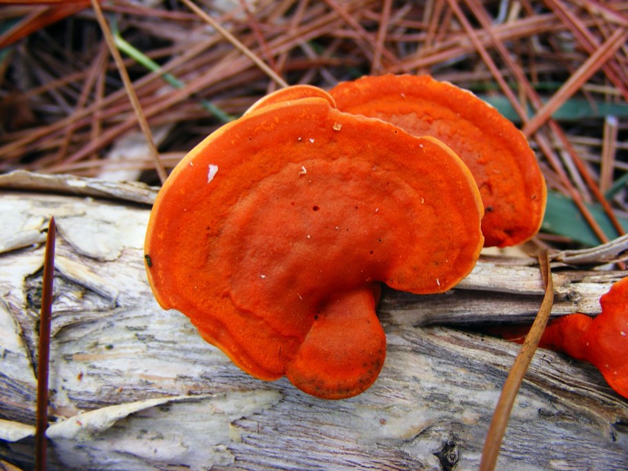 Pycnoporus cinnabarinus трутовик киноварно-красный