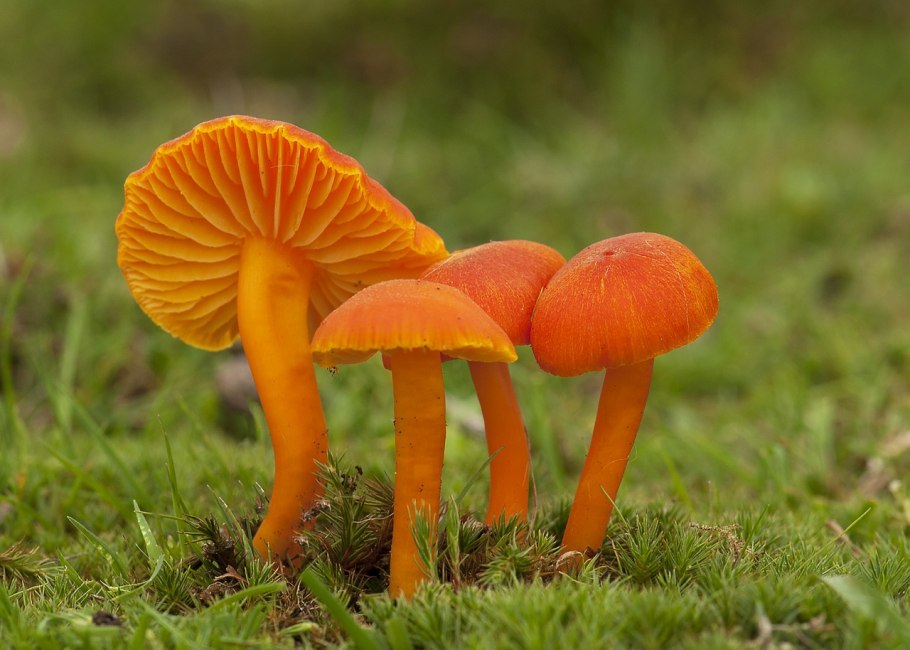 Гриб поганка оранжевая