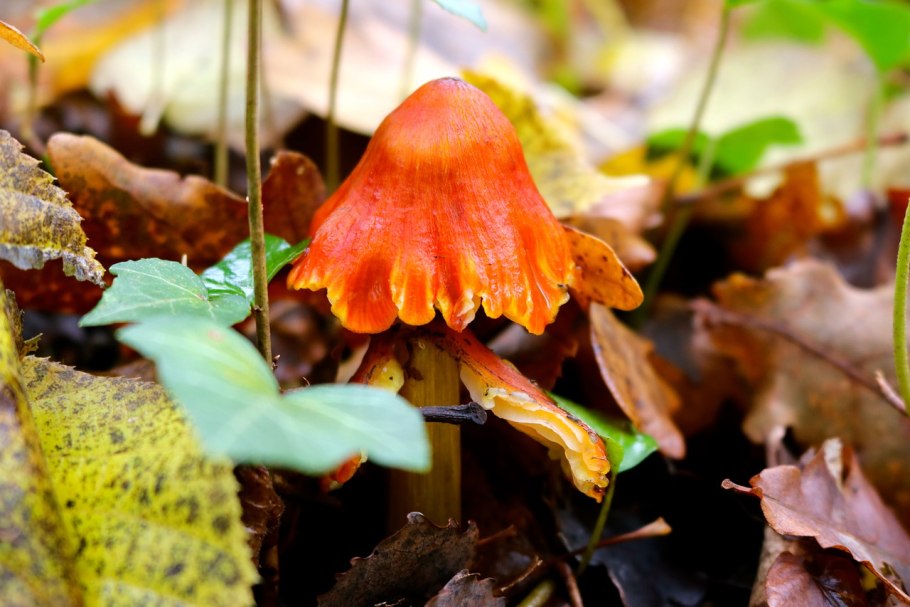 Гриб весь оранжевый плотный длинный маленькая шапочка