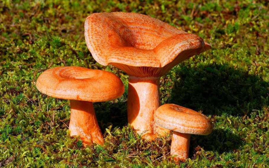 Рыжик гриб съедобный