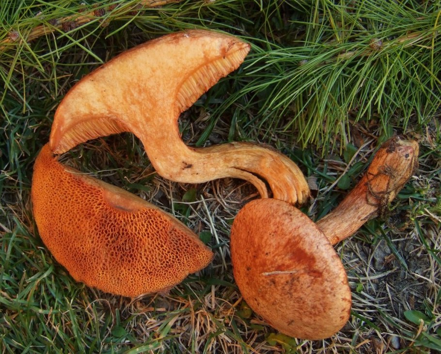 Маслёнок трентийский (Suillus tridentinus)