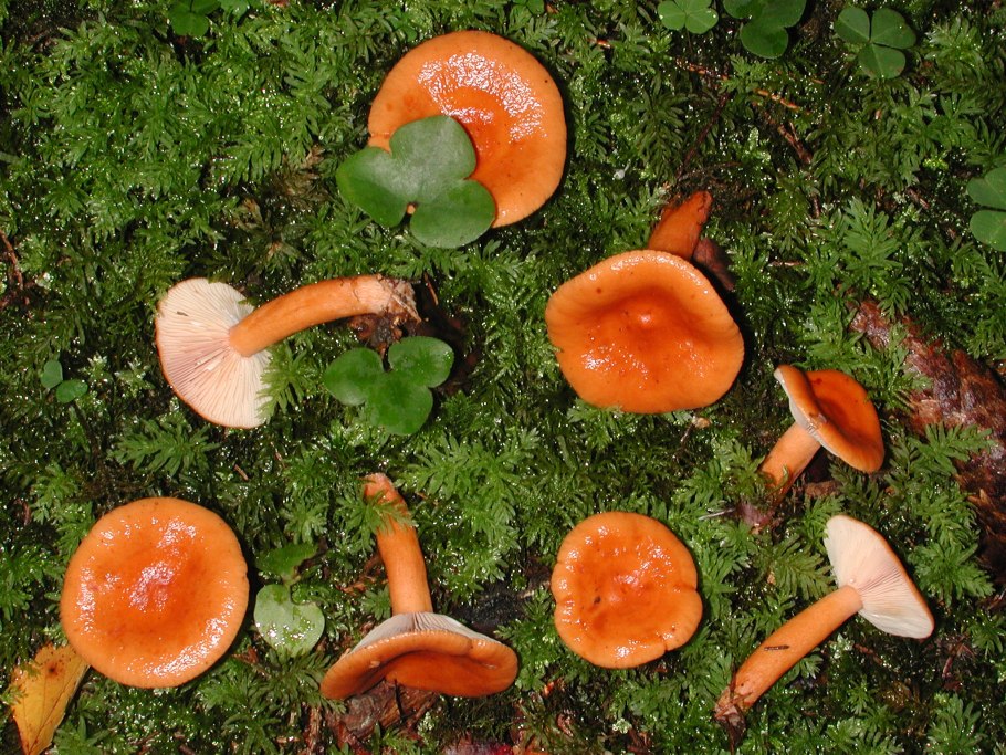 Lactarius aurantiacoochraceus
