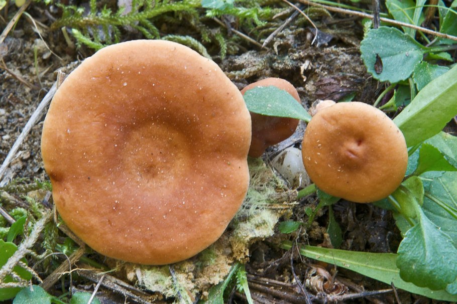 Млечник чахлый Lactarius tabidus