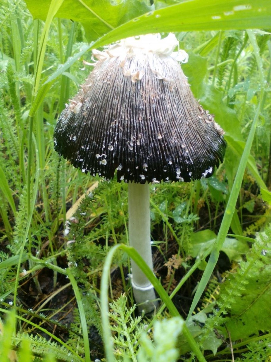 Гриб навозник серый