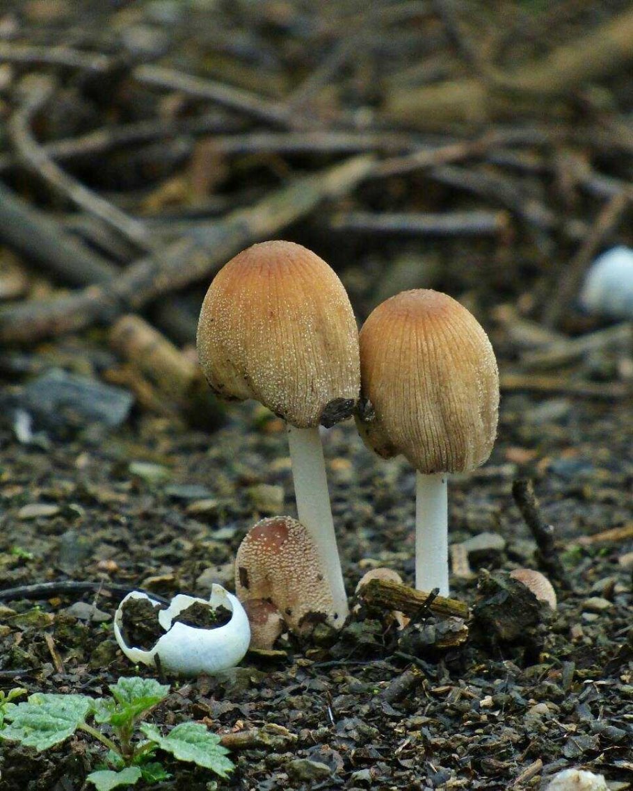 Навозник обыкновенный гриб ядовитый