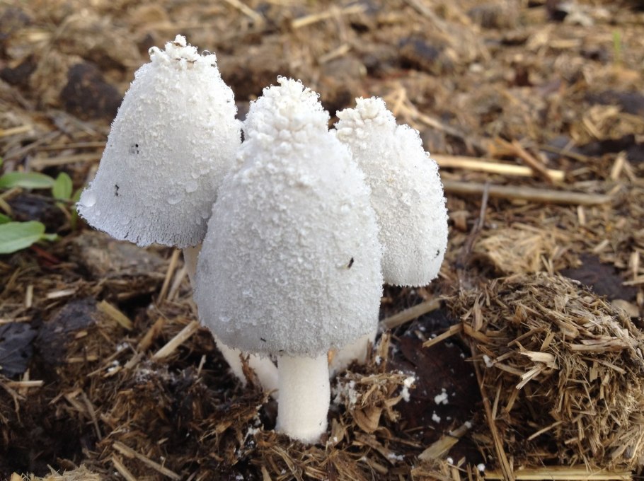 Навозник смолистый гриб