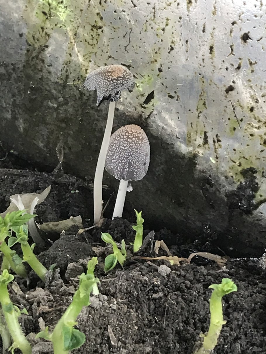 Навозник обыкновенный (Coprinopsis cinerea)