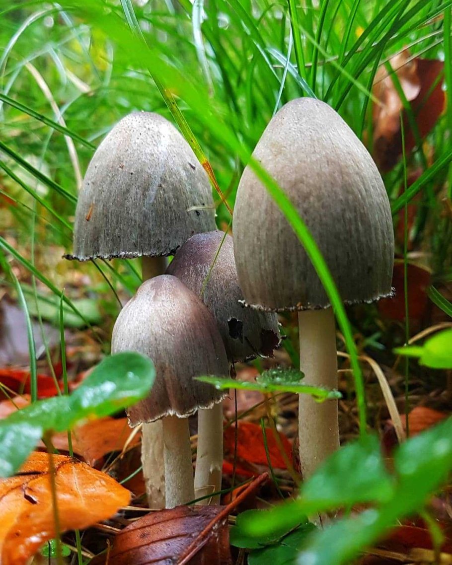 Гриб навозник серый