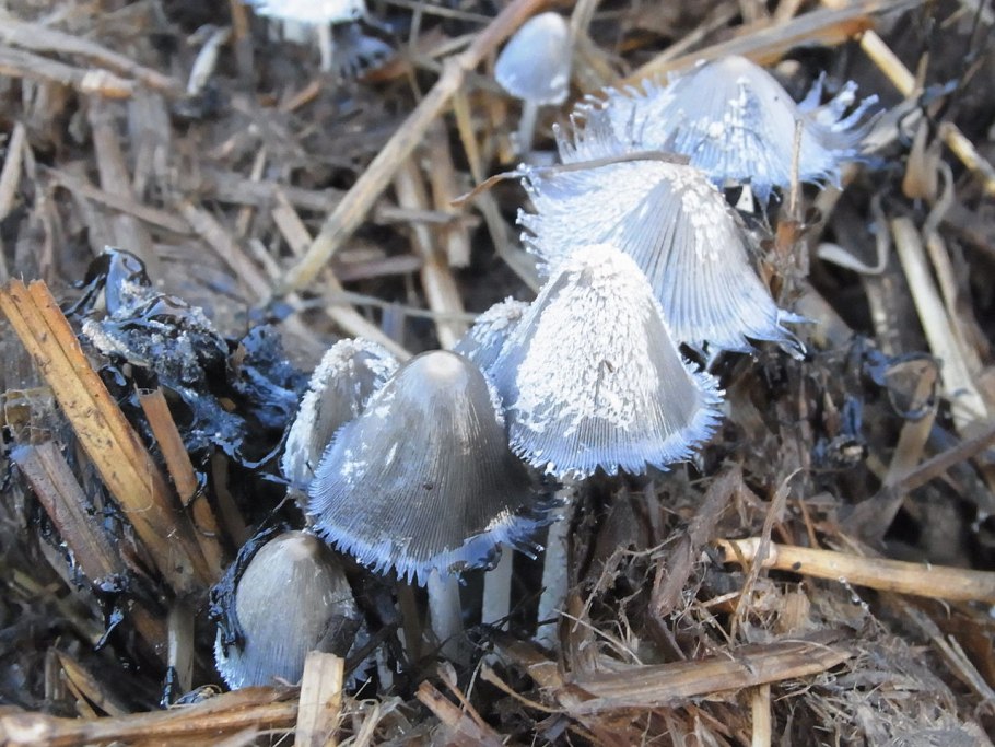 Навозник обыкновенный (Coprinus cinereus)