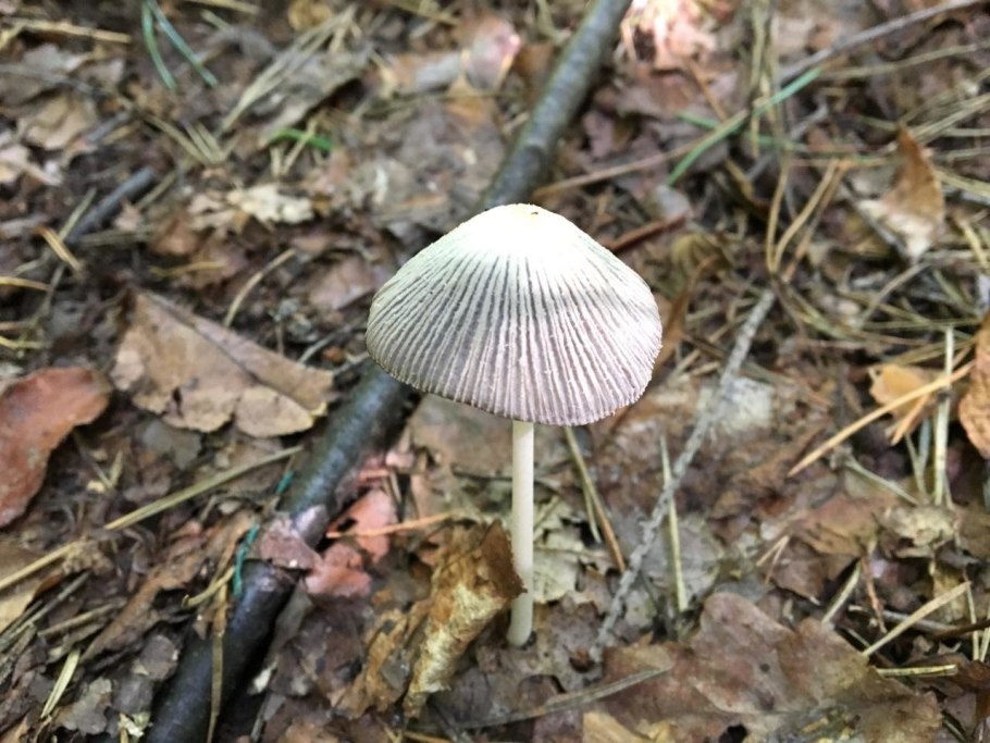 Гриб ядовитый навозник белый