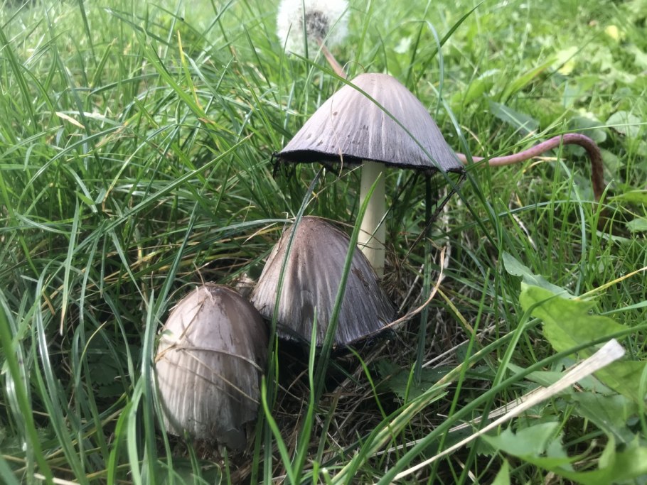 Навозник пепельно-серый