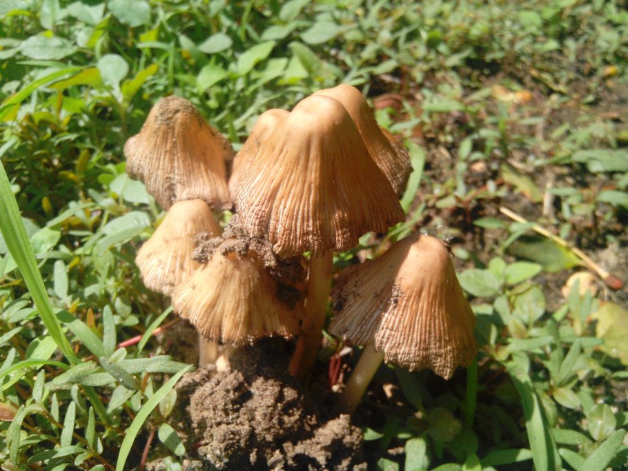 Серная рядовка источник: https://ferma.Expert/griby/griby-Rostovskoy-oblasti/ © ферма.Expert