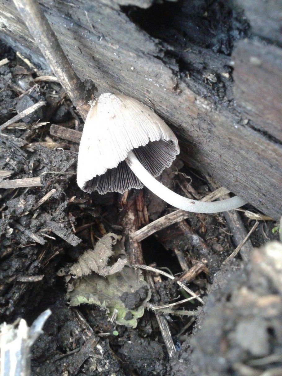 Навозник обыкновенный (Coprinopsis cinerea)