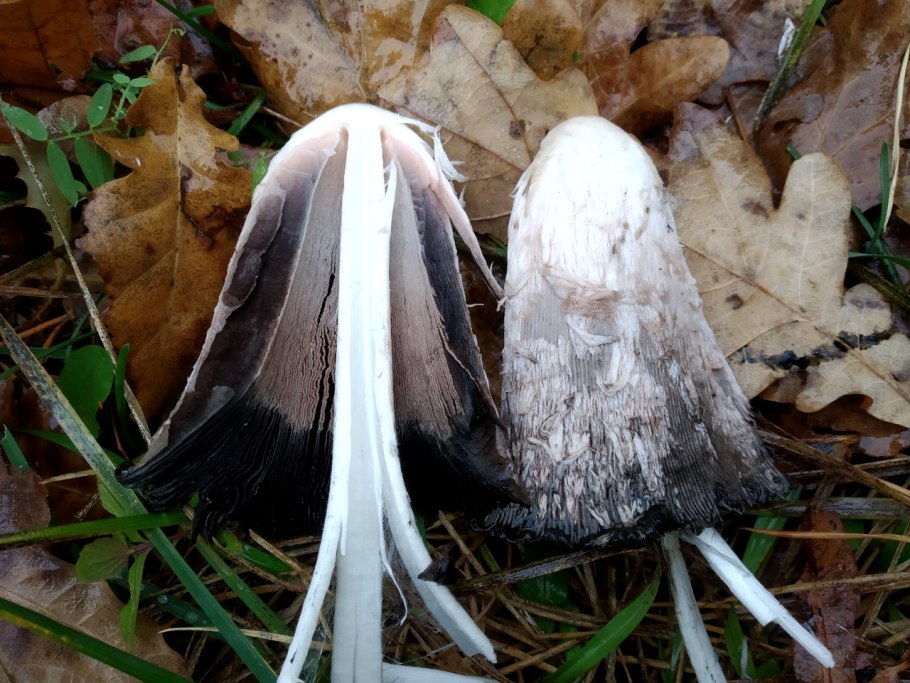 Навозник шляпочный гриб