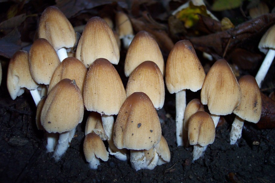 Навозник мерцающий Coprinus micaceus