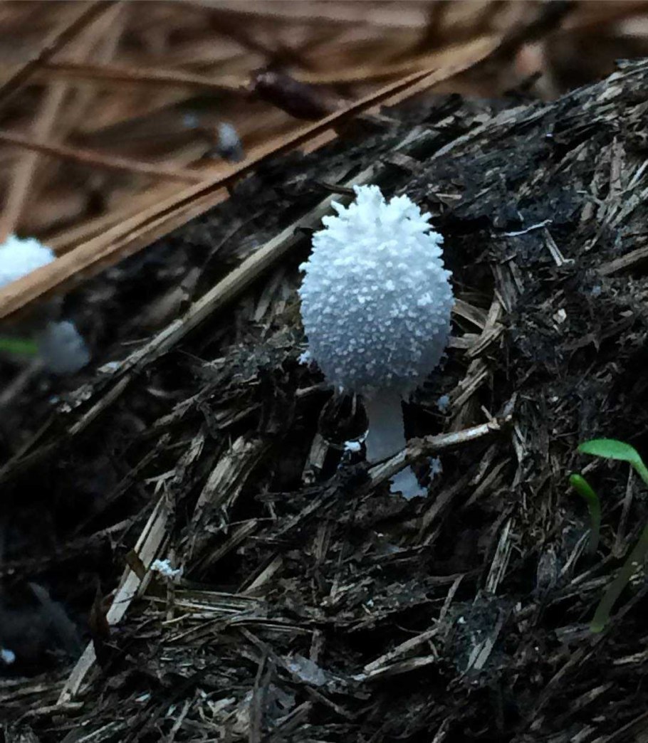 Навозник волосистоногий гриб