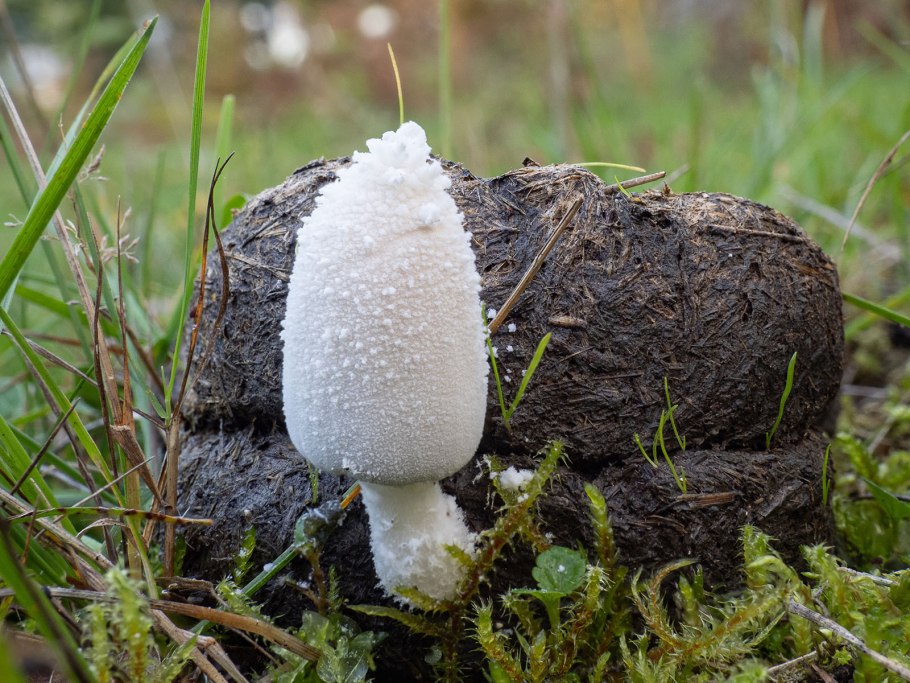 Навозник гладкоголовый