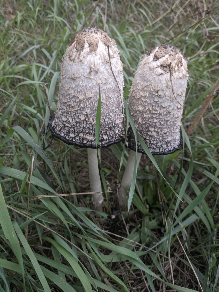 Навозник белый Coprinus comatus