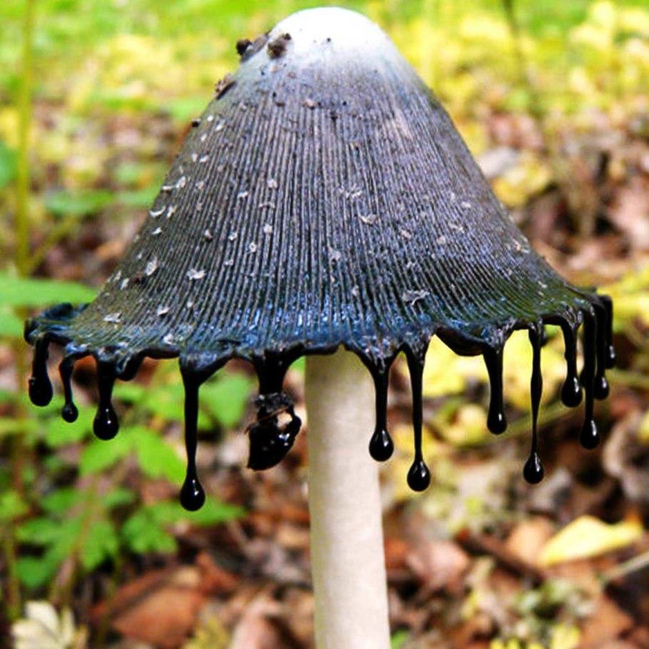 Гриб навозник чернильный