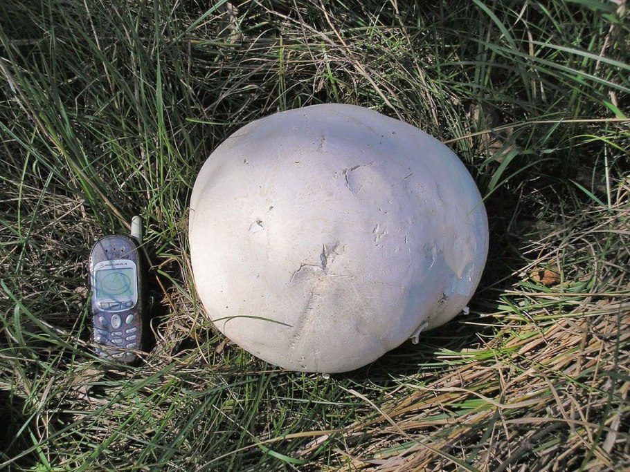 Гриб Calvatia gigantea