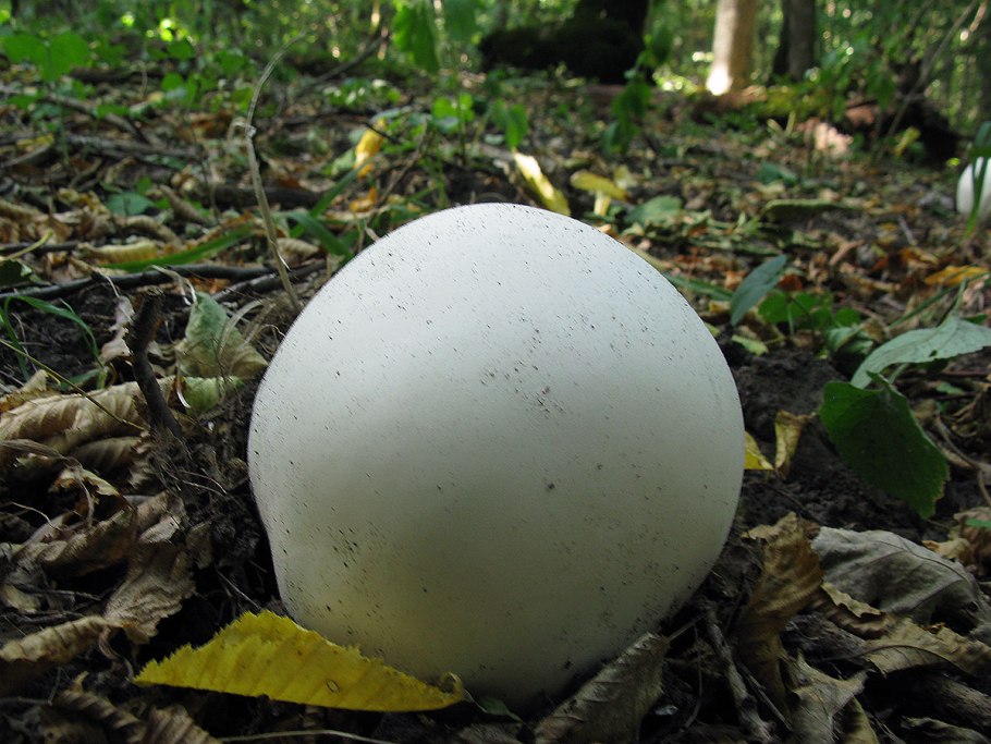 ГОЛОВАЧ гигантский (Calvatia gigantea