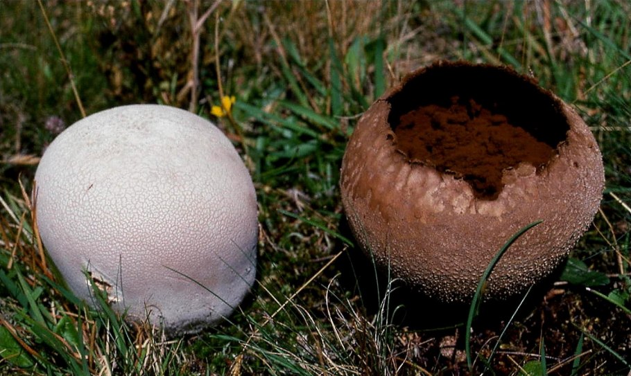 Гриб Calvatia gigantea
