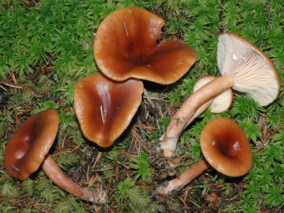 Груздь водянистозоновый (Lactarius aquizonatus)