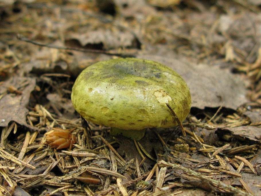 Грузди червивые