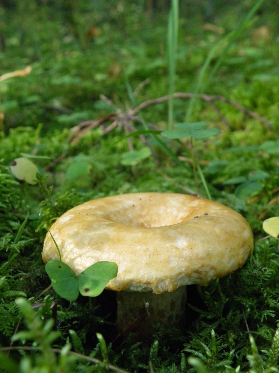 Волнушка Болотная