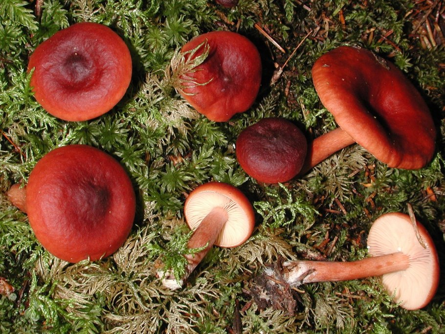 Груздь водозональный Lactarius aquizonatus