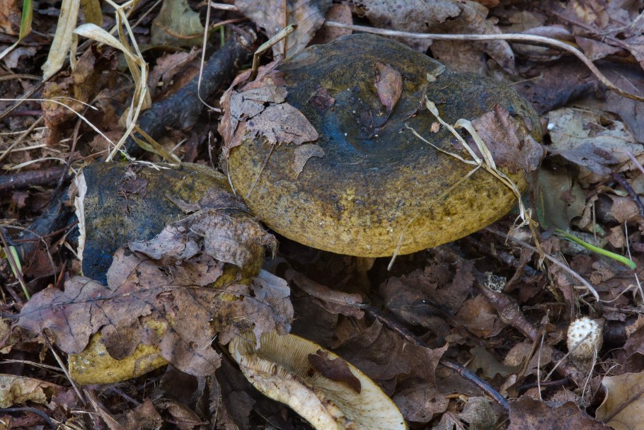 Груздь настоящий (Lactarius resimus)