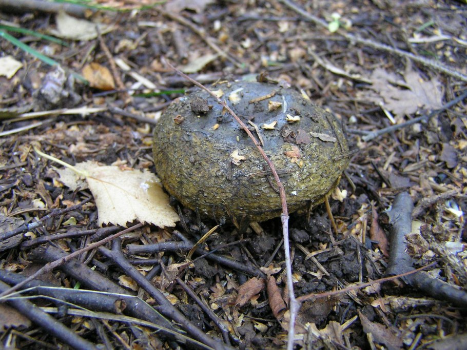 Груздь водянистозоновый (Lactarius aquizonatus)