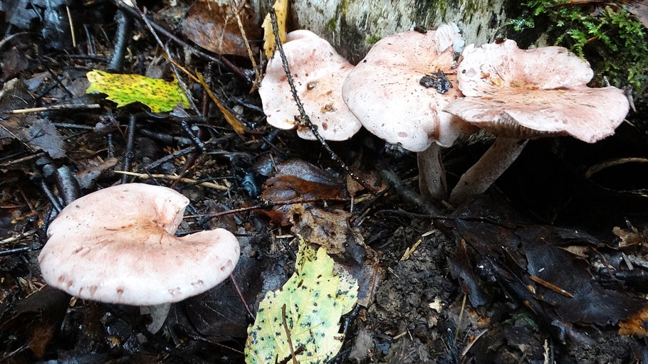 Груздь белый ложный скрипица