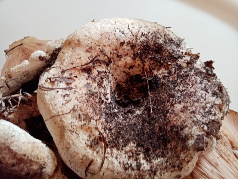 Осиновый груздь lactarius controversus