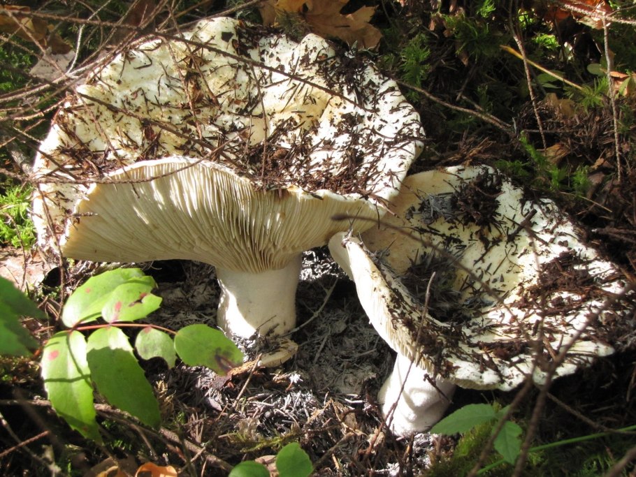 Грибы Санкт-Петербурга с подписью