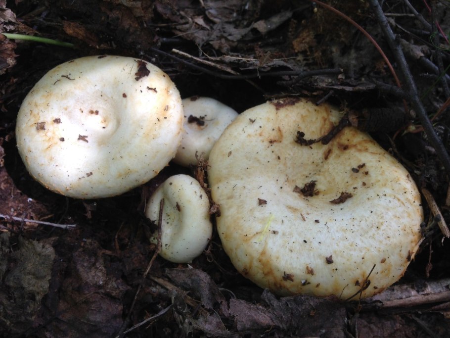 Груздь жёлтый Lactarius scrobiculatus