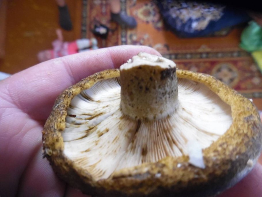 Гриб грузди