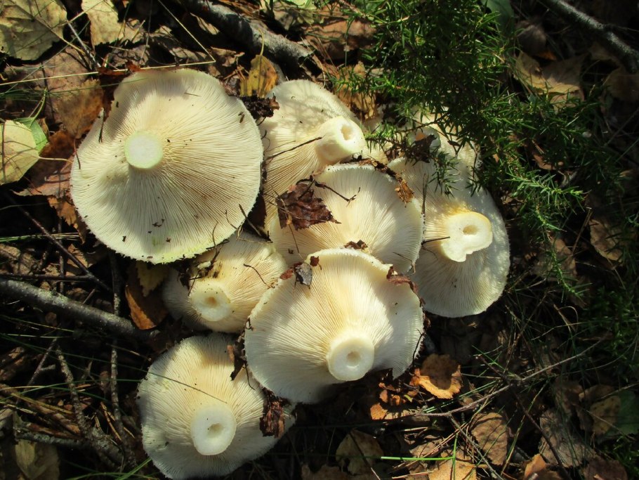 Груздь жёлтый Lactarius scrobiculatus