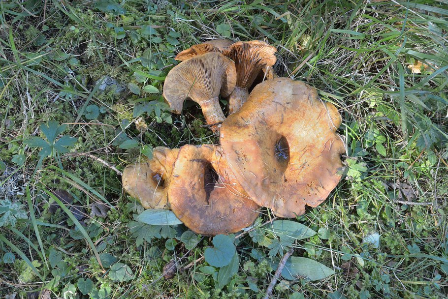 Груздь водянистозоновый (Lactarius aquizonatus) о нем