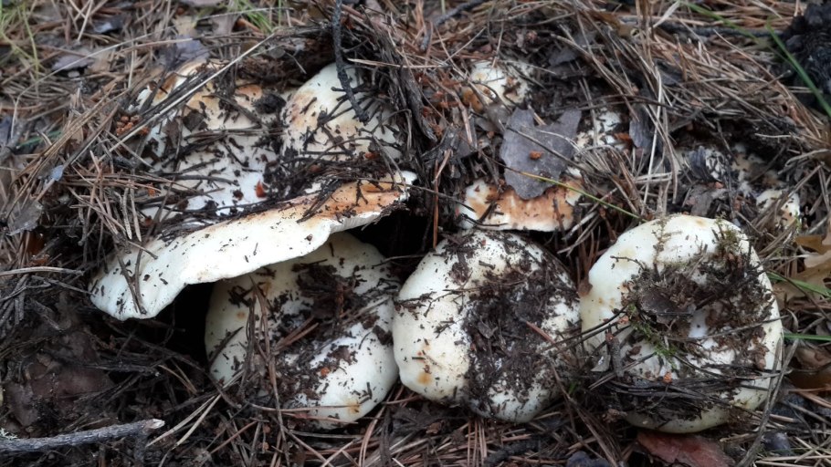 Гриб Янтарный млечник