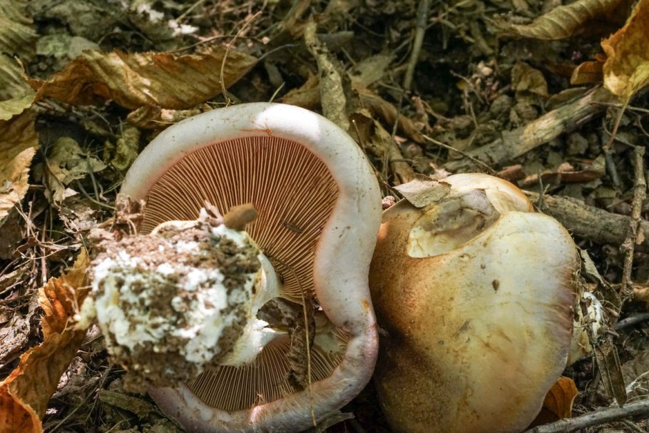 Паутинник голубовато опоясанный cortinarius balteatocumatilis