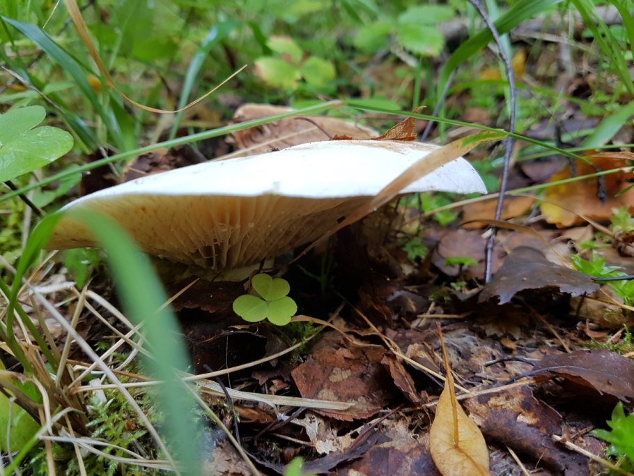 Груздь Луговой