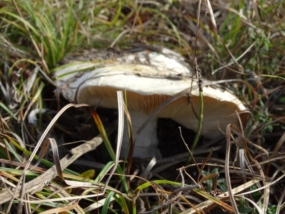 Груздь водянистозоновый (Lactarius aquizonatus)